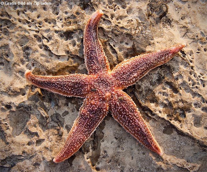 Seestern - Asteroidea
