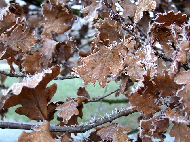 Altes Eichenlaub im Winter