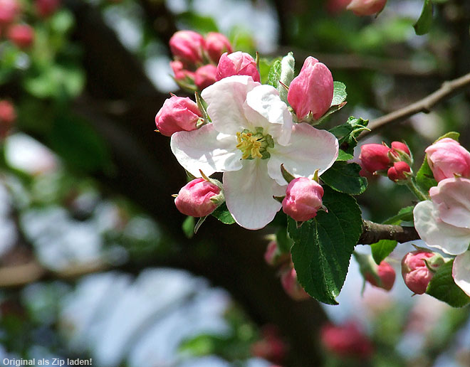Apfelblüte im Mai
