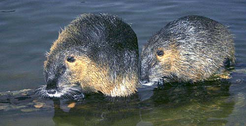 Biberratten