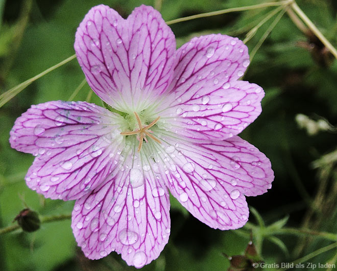 Blüte mit Wassertropfen