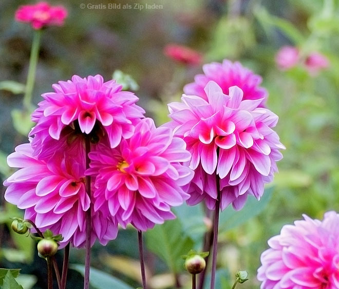 Dahlien im Herbst