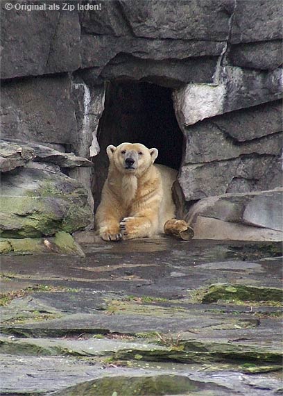 Der Eisbär bewacht seine Höhle