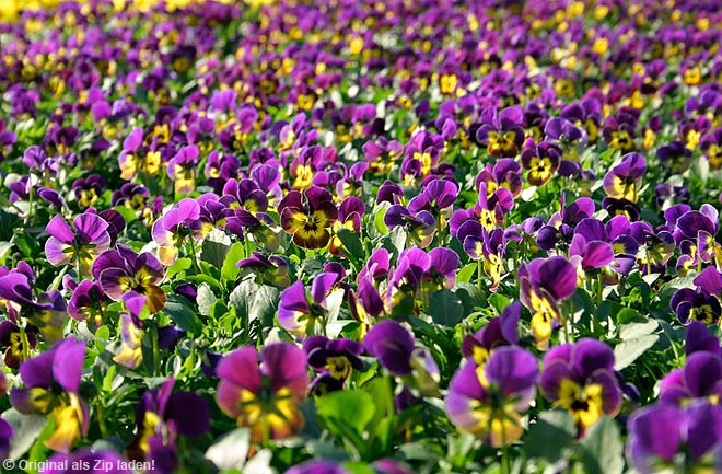 Ein Feld voller Stiefmütterchen