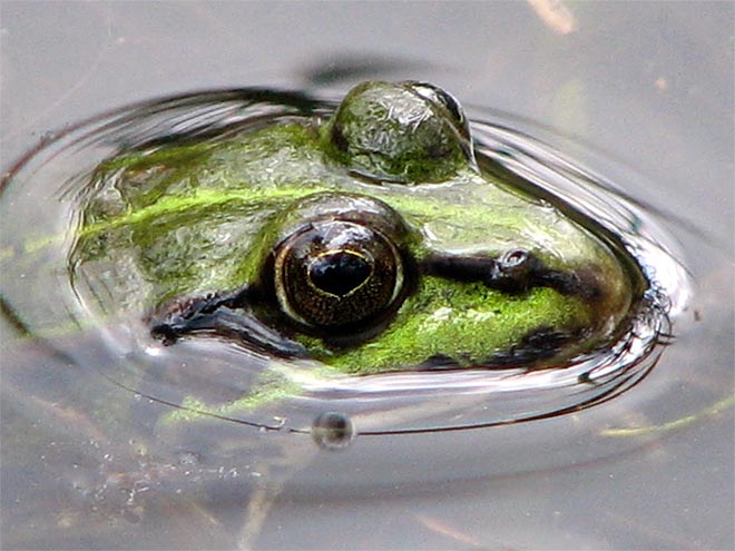 Frosch-Augen