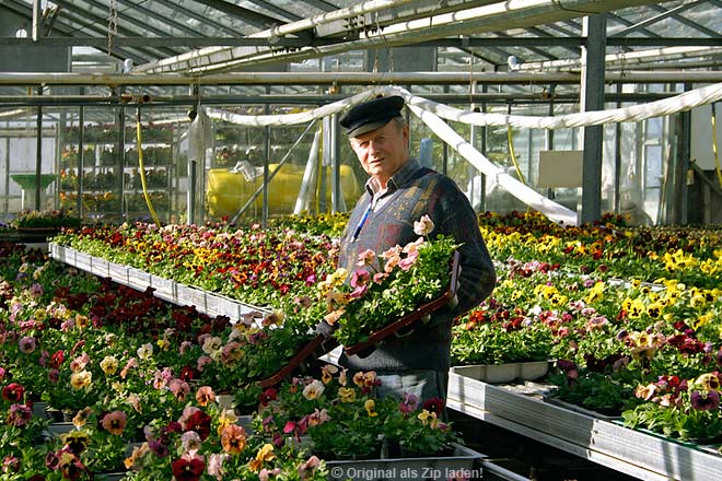 Blumen aus der Gärtnerei