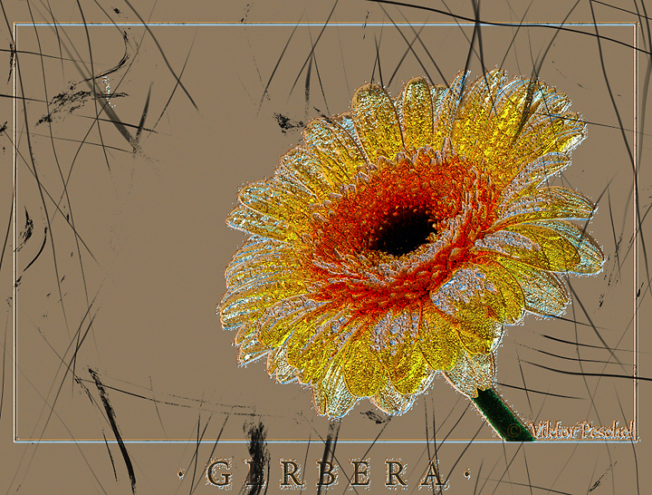 Gerbera mit Filter Forge
