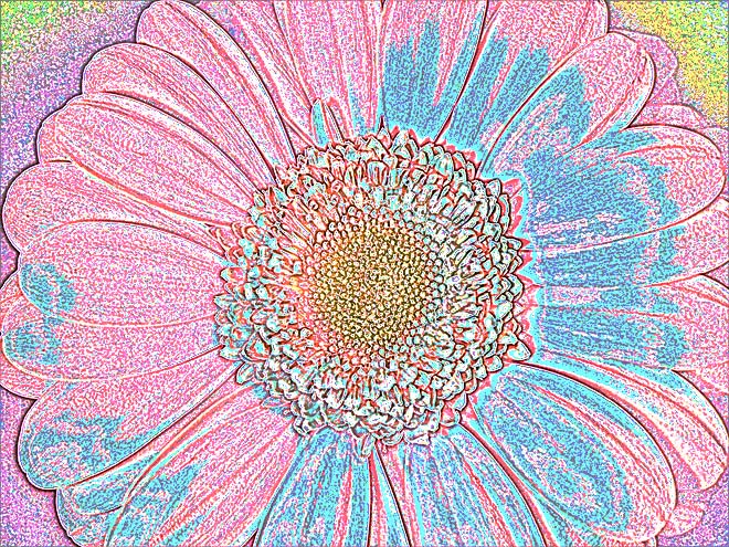 Gerbera Bild