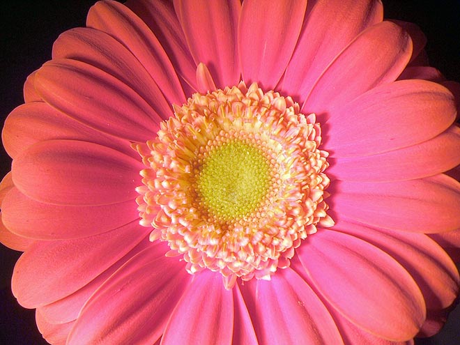 Gerbera Bilder - Asteraceae
