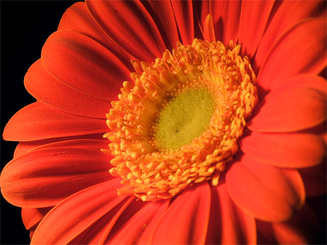 Gerbera wie eine Satellitenschüssel