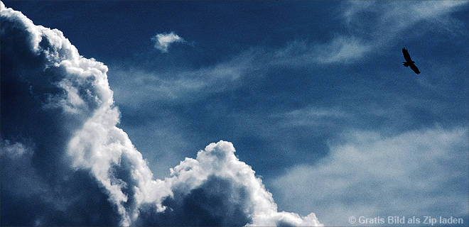 Greifvogel in den Wolken