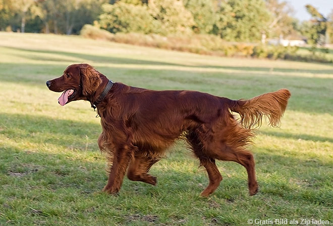Irish Setter - Hund