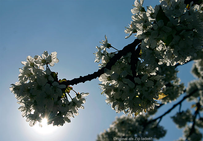 Kirschblüten im Morgenlicht