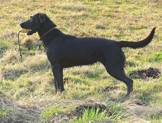 kostenloses Bild vom Labrador-Retriever Hund