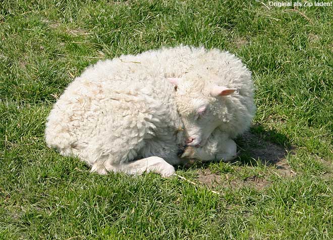 Lamm schlafend