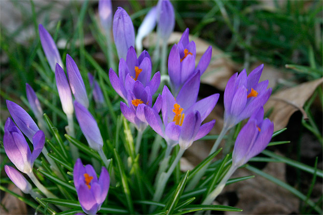 Krokusse Lila