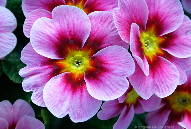 Primel in pink