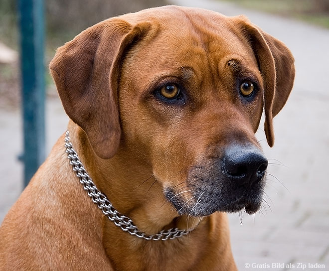 Löwenhund - Rhodesian Ridgeback