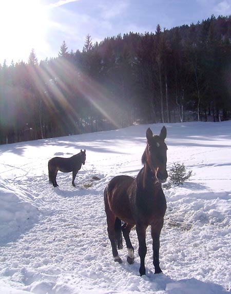 Pferde im Schnee