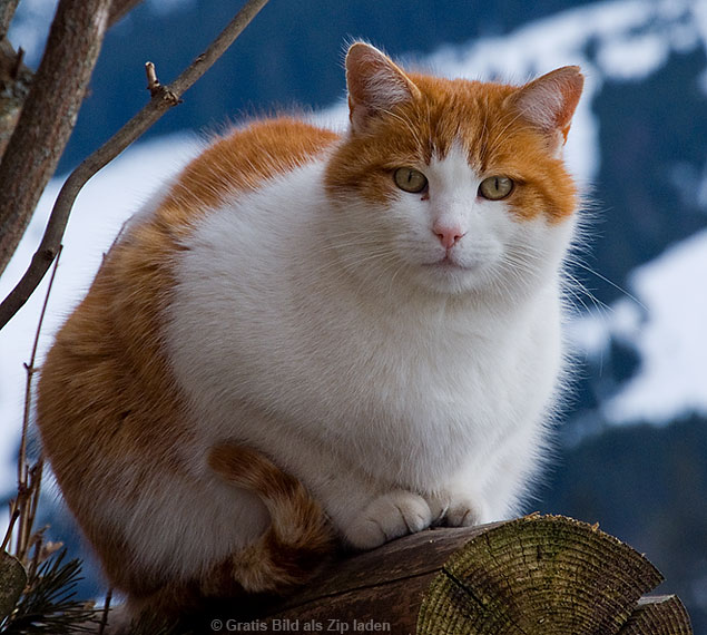 Schmusekatze - Schmusekater