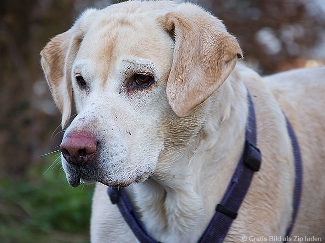 Hundeportrait - Labrador Retriever