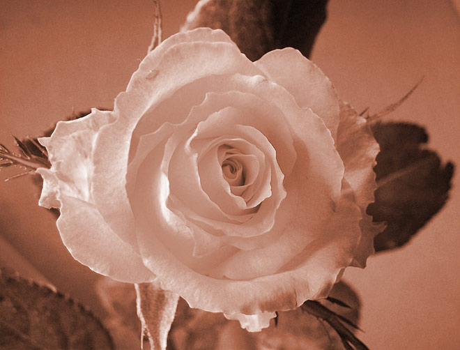 Rose im alten Fotostil
