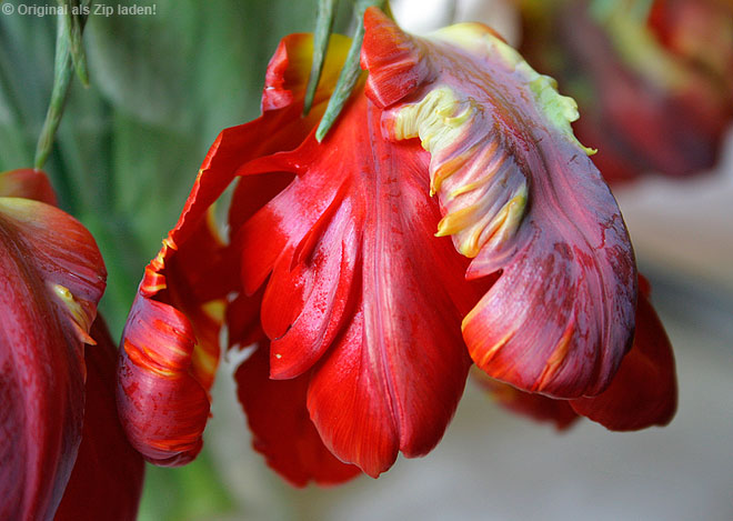 Rote Tulpen mit Fransen