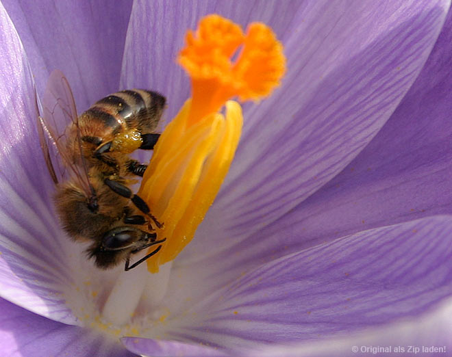 Biene im Blütenkelch