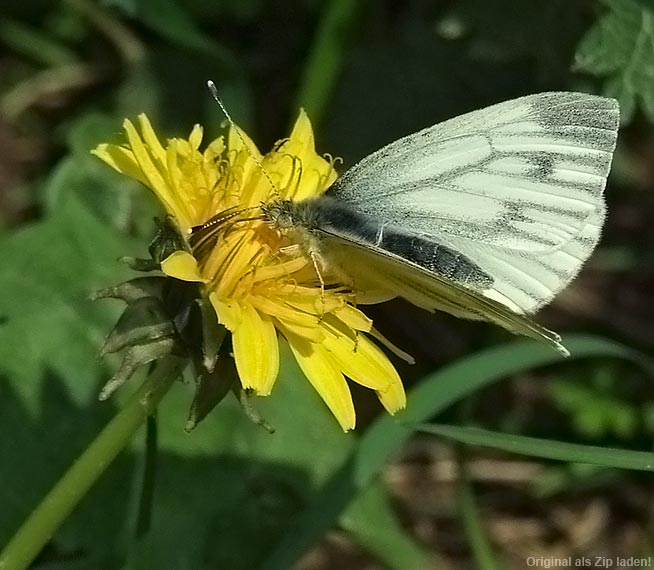 Schmetterling auf Butterblume