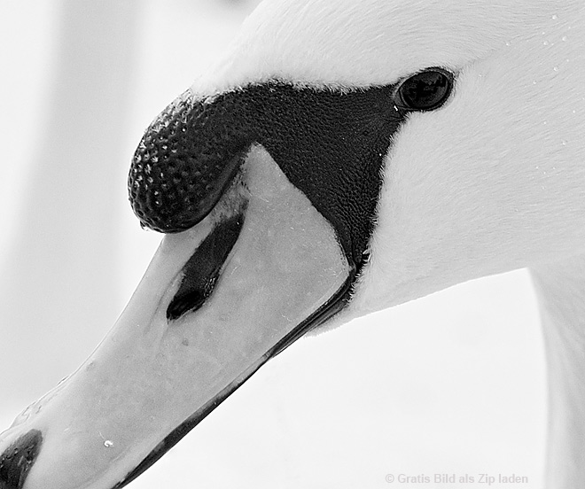 Schwanenauge - Schwanportrait