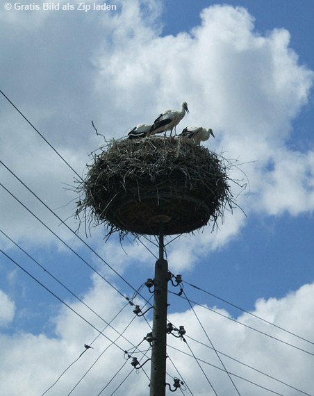 Storchennest mit Weißstorch