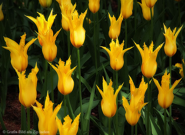 Tulpenfeld gelb