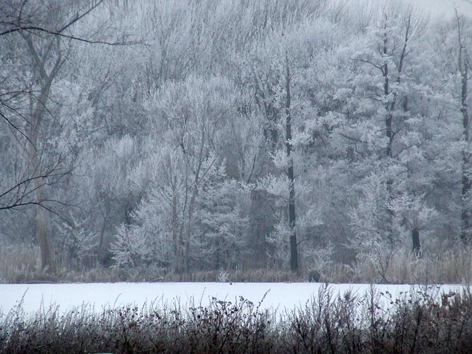 Verschneiter Zauberwald am Berliner Malchower See