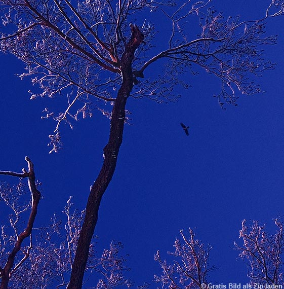 Vogel am Abendhimmel
