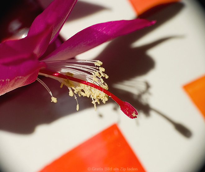 Weihnachtskaktus - Blüte mit Schatten