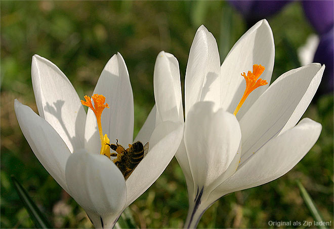 weißer Krokus