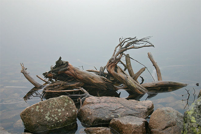 Wurzel im Wasser