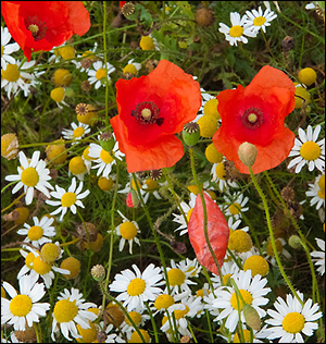 Mohnbild Original Mohnbild Original